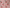Cerises exquises
