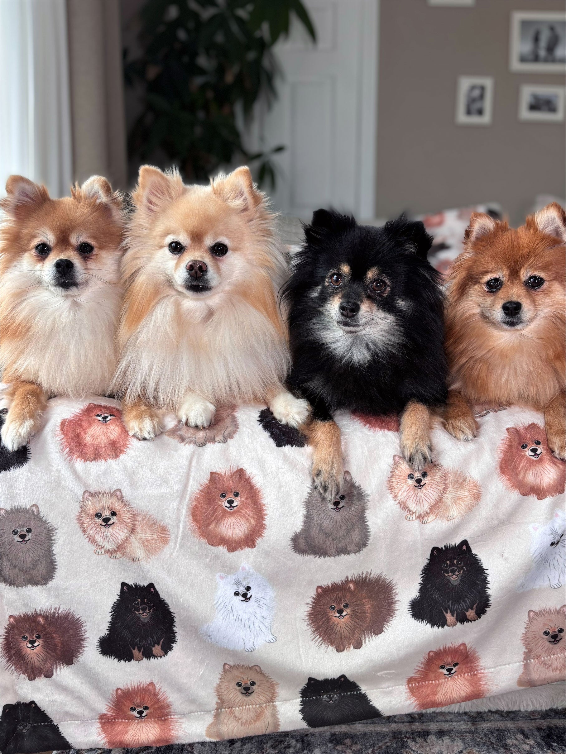 Poméraniens tout-doux