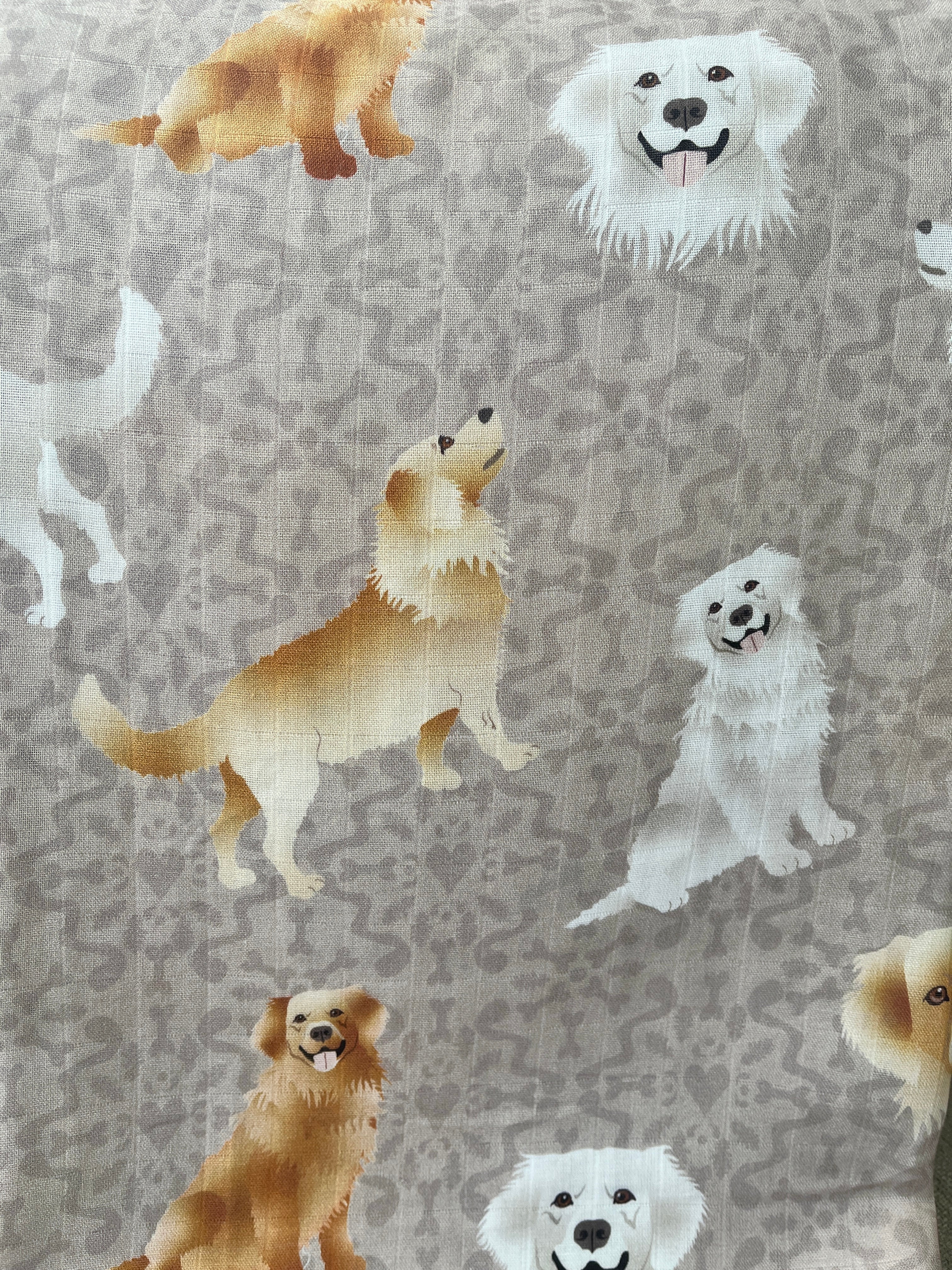 Chiens golden retriever