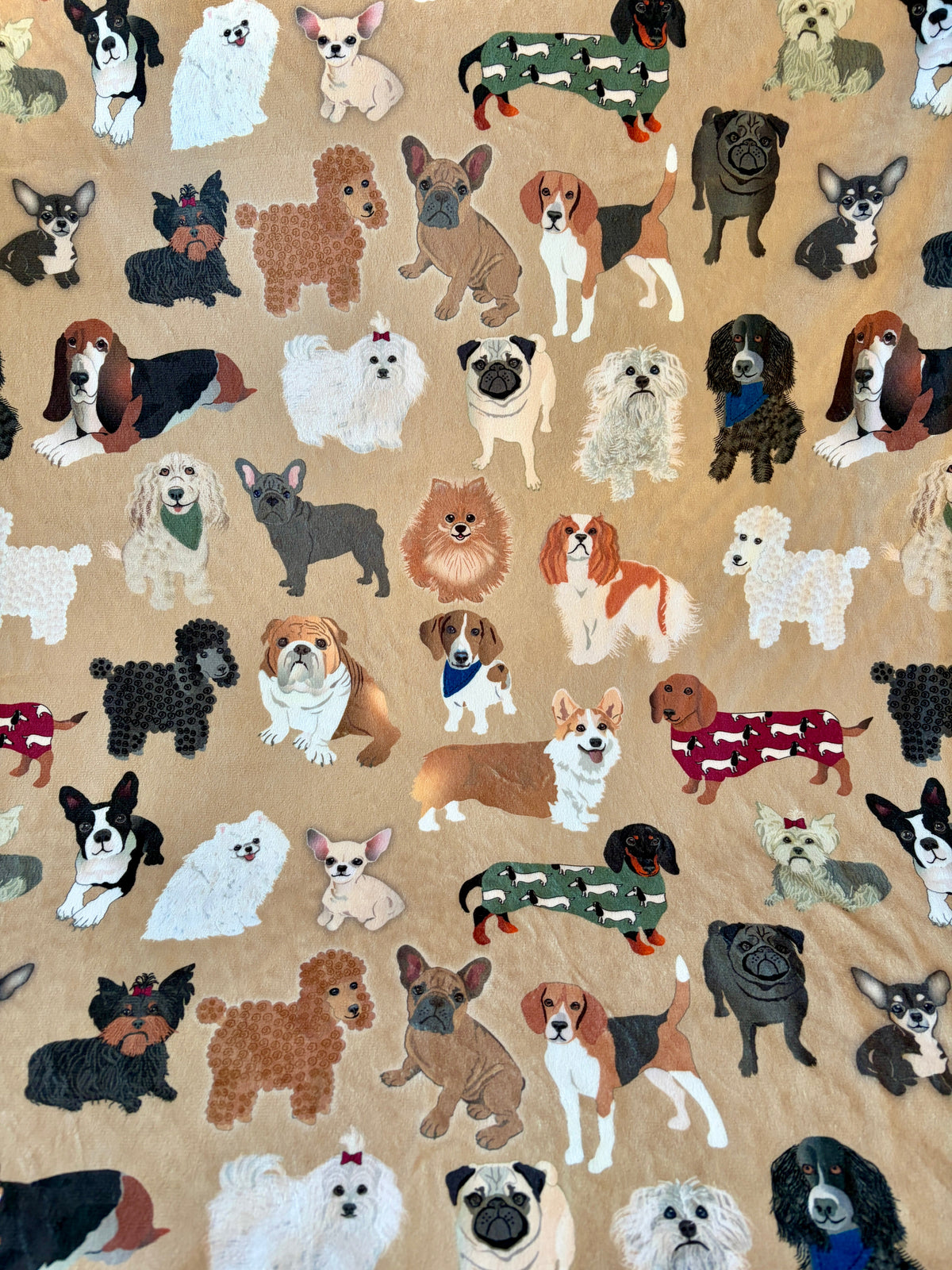 Amoureux des petits chiens