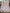 Couverture de mousseline: Cerises exquises