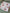 Couverture de mousseline: Cerises exquises