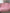 Couverture Moyenne : Cerises exquises