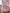 Couverture de mousseline: Ballerines roses